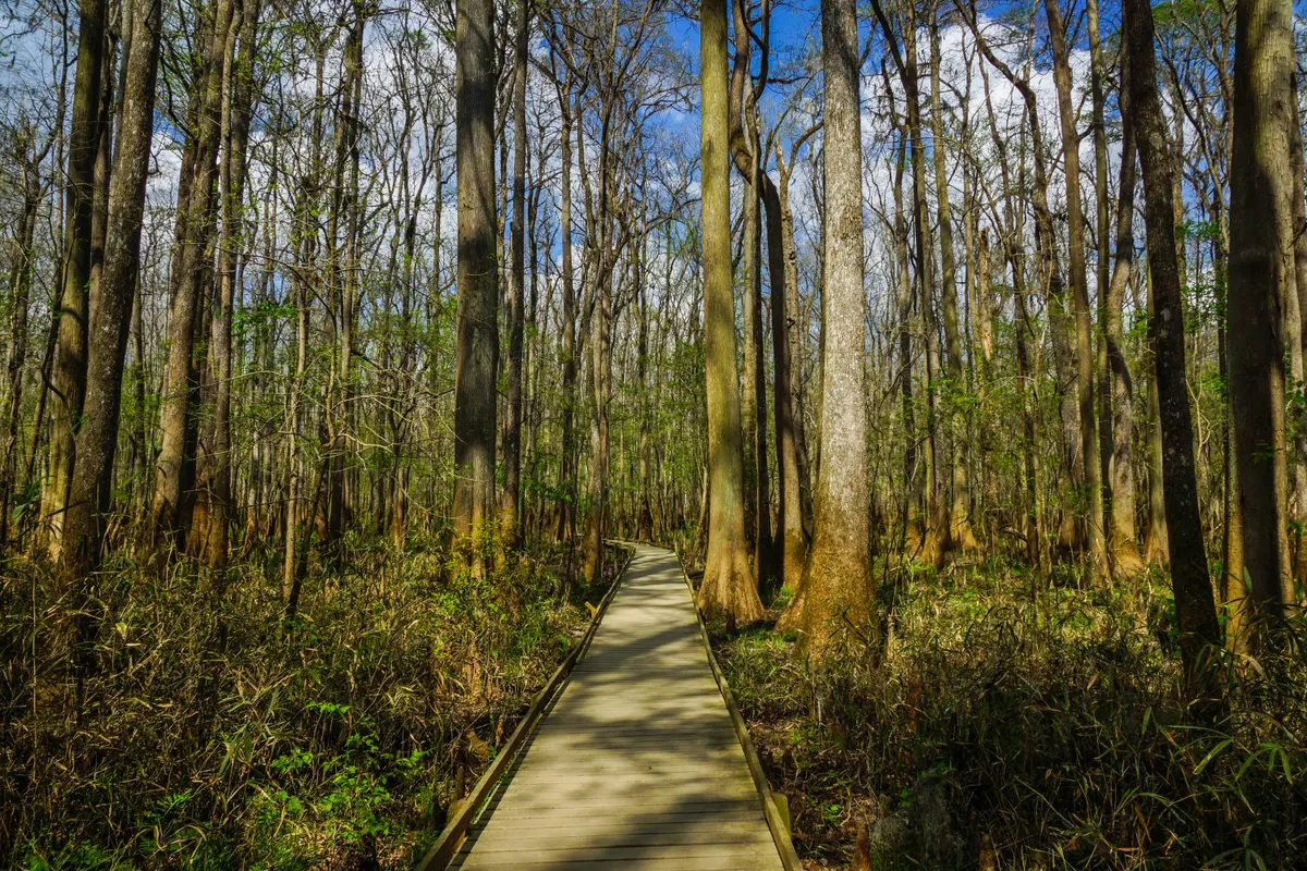 A view in Congaree National Park