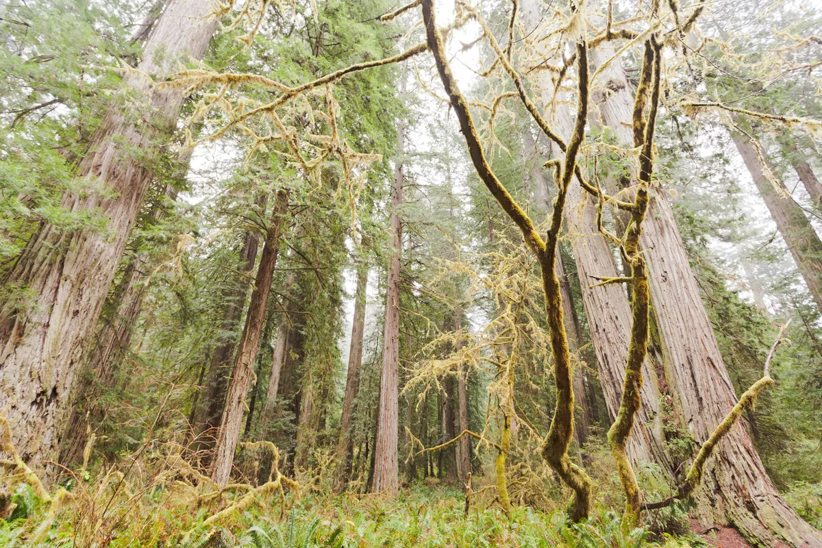 A view in Redwood National and State Parks